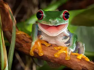 Why would a frog wait for the bus?