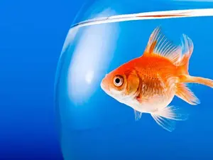 What do you call a fish wearing a bowtie?