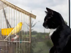 What do you get if you cross a cat with a canary?